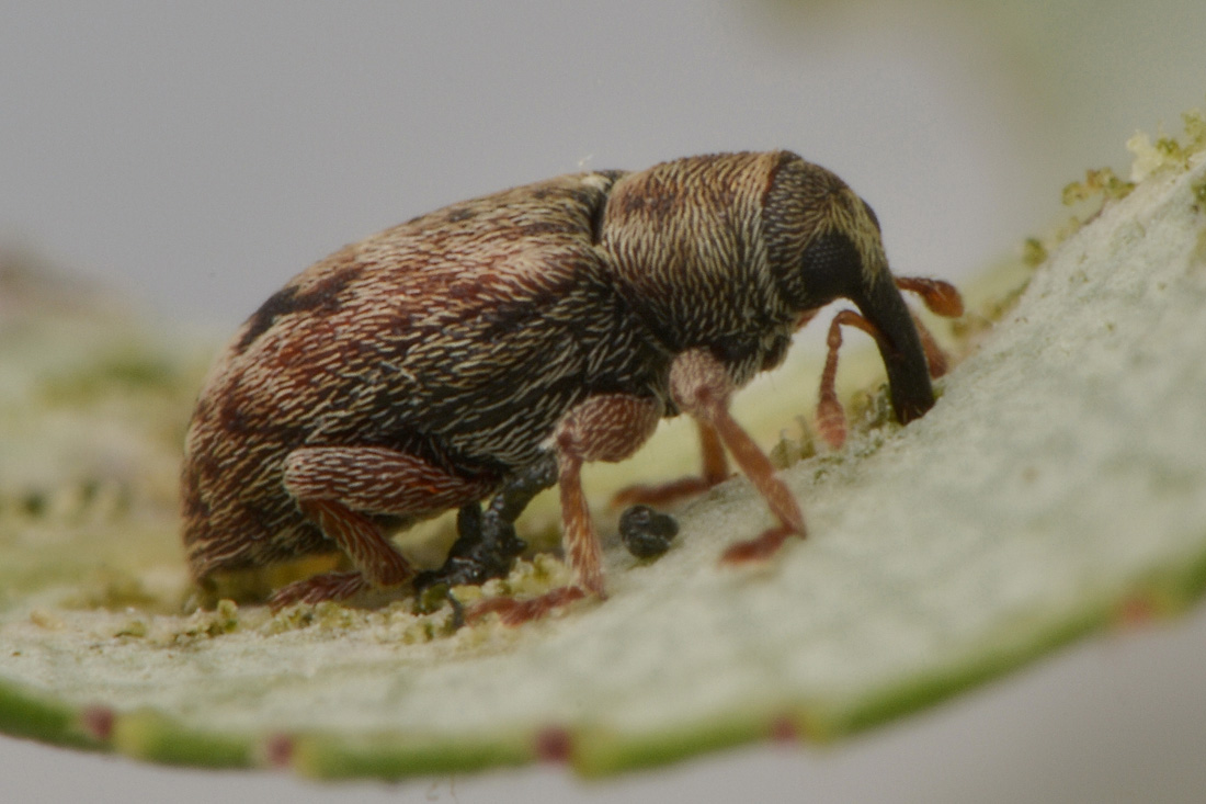 Curculionidae: Ellescus infirmus?  S !